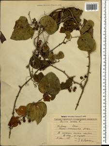 Smilax excelsa L., Caucasus, Black Sea Shore (from Novorossiysk to Adler) (K3) (Russia)