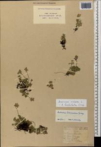 Androsace villosa L., Caucasus, Krasnodar Krai & Adygea (K1a) (Russia)