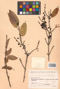 Rhamnus ussuriensis J.J.Vassil., Siberia, Russian Far East (S6) (Russia)