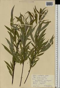 Salix acutifolia Willd., Eastern Europe, South Ukrainian region (E12) (Ukraine)