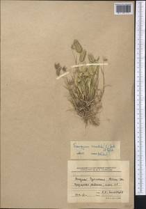Eremopyrum orientale (L.) Jaub. & Spach, Middle Asia, Kopet Dag, Badkhyz, Small & Great Balkhan (M1) (Turkmenistan)