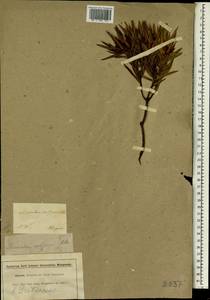 Leucadendron xanthoconus (Kuntze) K. Schum., Africa (AFR) (South Africa)
