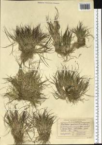 Cleistogenes squarrosa (Trin.) Keng, Siberia, Altai & Sayany Mountains (S2) (Russia)