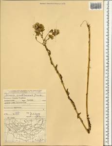Jacobaea ambracea (Turcz. ex DC.) B. Nord., Mongolia (MONG) (Mongolia)