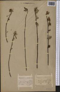 Aronia arbutifolia (L.) Pers., America (AMER) (United States)