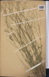 Gypsophila aulieatensis B. Fedtsch., Middle Asia, Muyunkumy, Balkhash & Betpak-Dala (M9) (Kazakhstan)