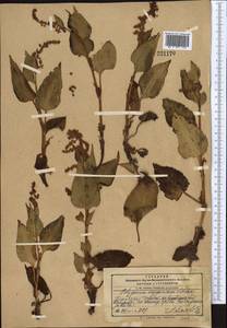 Koenigia songarica (Schrenk) T. M. Schust. & Reveal, Middle Asia, Pamir & Pamiro-Alai (M2) (Kyrgyzstan)