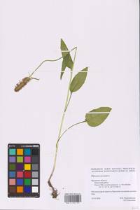 Phyteuma spicatum L., Eastern Europe, Central forest-and-steppe region (E6) (Russia)