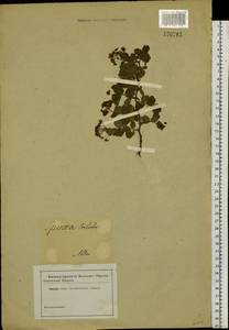Spiraea trilobata L., Siberia, Altai & Sayany Mountains (S2) (Russia)