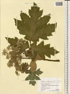Heracleum mantegazzianum Sommier & Levier, Eastern Europe, Moscow region (E4a) (Russia)