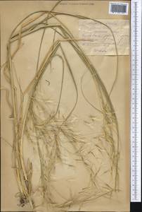 Stipagrostis karelinii (Trin. & Rupr.) H.Scholz, Middle Asia, Karakum (M6) (Turkmenistan)
