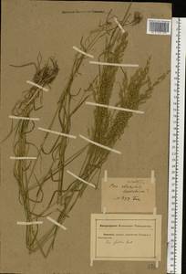 Poa palustris L., Eastern Europe, Rostov Oblast (E12a) (Russia)