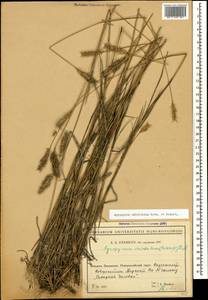 Agropyron cristatum (L.) Gaertn., Caucasus, Black Sea Shore (from Novorossiysk to Adler) (K3) (Russia)