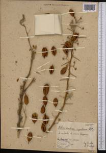 Caragana halodendron (Pall.) Dum.Cours., Middle Asia, Muyunkumy, Balkhash & Betpak-Dala (M9) (Kazakhstan)