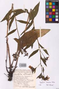 Symphytum tanaicense Steven, Eastern Europe, Lower Volga region (E9) (Russia)