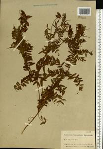 Vicia cassubica L., Eastern Europe, Central region (E4) (Russia)