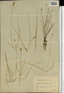 Carex heleonastes Ehrh. ex L.f., Eastern Europe, Central forest region (E5) (Russia)