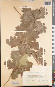 Quercus robur L., Eastern Europe, North Ukrainian region (E11) (Ukraine)