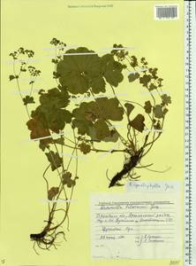 Alchemilla cymatophylla Juz., Eastern Europe, Volga-Kama region (E7) (Russia)