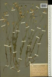 Crupina vulgaris (Pers.) Cass., Eastern Europe, South Ukrainian region (E12) (Ukraine)