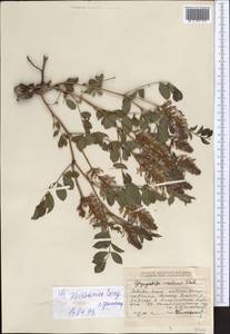 Glycyrrhiza aspera Pall., Middle Asia, Dzungarian Alatau & Tarbagatai (M5) (Kazakhstan)