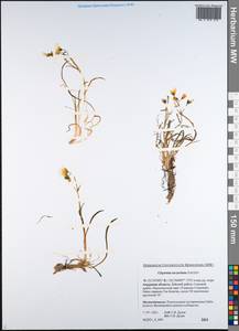 Claytonia acutifolia Pall. ex Willd., Siberia, Russian Far East (S6) (Russia)