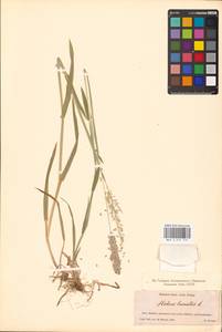 Holcus lanatus L., Eastern Europe, Belarus (E3a) (Belarus)