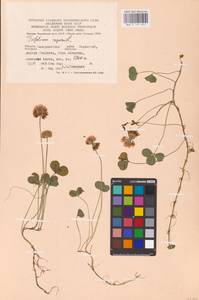 Trifolium repens L., Eastern Europe, West Ukrainian region (E13) (Ukraine)