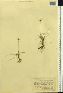 Eriophorum scheuchzeri Hoppe, Siberia, Western Siberia (S1) (Russia)