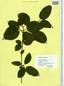 Viburnum lantana L., Eastern Europe, Western region (E3) (Russia)