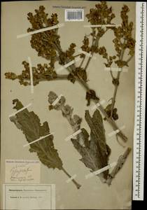 Salvia aethiopis L., Caucasus, North Ossetia, Ingushetia & Chechnya (K1c) (Russia)