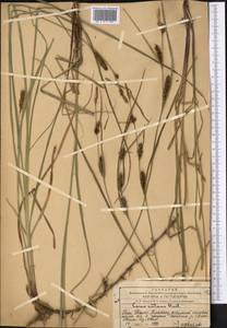 Carex melanostachya M.Bieb. ex Willd., Middle Asia, Western Tian Shan & Karatau (M3) (Kazakhstan)