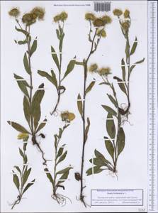 Pentanema britannicum (L.) D. Gut. Larr., Santos-Vicente, Anderb., E. Rico & M. M. Mart. Ort., Siberia, Western Siberia (S1) (Russia)