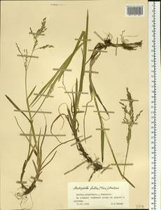 Dupontia fulva (Trin.) Röser & Tkach, Siberia, Yakutia (S5) (Russia)