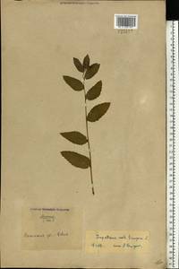 Impatiens noli-tangere L., Eastern Europe, North Ukrainian region (E11) (Ukraine)