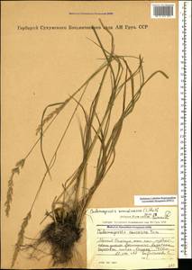Calamagrostis arundinacea (L.) Roth, Caucasus, Abkhazia (K4a) (Abkhazia)