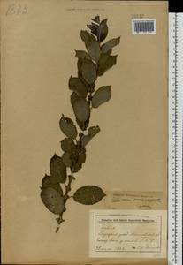Salix vaudensis Schleich. ex J.Forbes, Eastern Europe, Belarus (E3a) (Belarus)