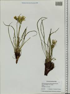 Takhtajaniantha austriaca (Willd.) Zaika, Sukhor. & N. Kilian, Siberia, Baikal & Transbaikal region (S4) (Russia)