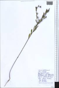 Linum nodiflorum L., Caucasus, Black Sea Shore (from Novorossiysk to Adler) (K3) (Russia)