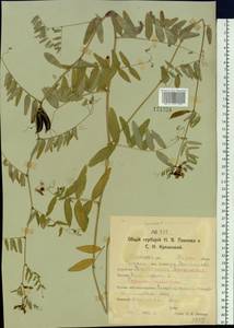 Vicia sepium L., Siberia, Western Siberia (S1) (Russia)