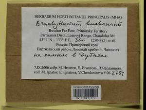 Brachythecium buchananii (Hook.) A. Jaeger, Bryophytes, Bryophytes - Russian Far East (excl. Chukotka & Kamchatka) (B20) (Russia)