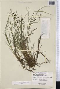 Carex magellanica subsp. irrigua (Wahlenb.) Hiitonen, America (AMER) (Canada)