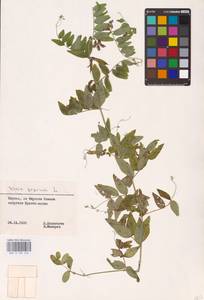 Vicia sepium L., Eastern Europe, Lithuania (E2a) (Lithuania)