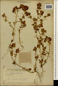 Trifolium hirtum All., Caucasus, Azerbaijan (K6) (Azerbaijan)
