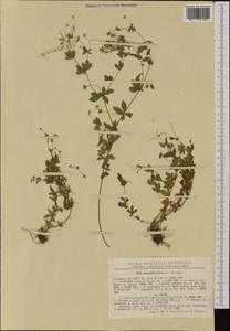 Potentilla erecta (L.) Raeusch., Western Europe (EUR) (Romania)