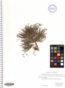 SMR001828, Astragalus austriacus Jacq., Eastern Europe, Eastern region (E10) (Russia)
