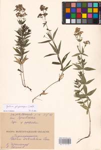 Galium rubioides L., Eastern Europe, Lower Volga region (E9) (Russia)
