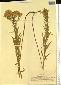 Galatella sedifolia subsp. dracunculoides (Lam.) Greuter, Siberia, Western (Kazakhstan) Altai Mountains (S2a) (Kazakhstan)
