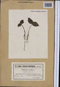 Diospyros lotus L., Western Europe (EUR) (Poland)