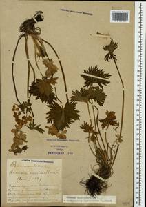 Anemonastrum narcissiflorum subsp. fasciculatum (L.) Raus, Caucasus, Azerbaijan (K6) (Azerbaijan)